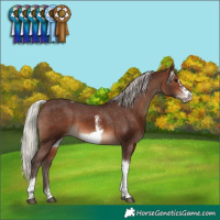 Horse Color:Silver Brown Sabino Tobiano Frame Varnish 