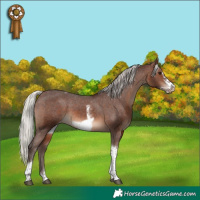 Horse Color:Silver Brown Sabino Tobiano Frame Appaloosa 