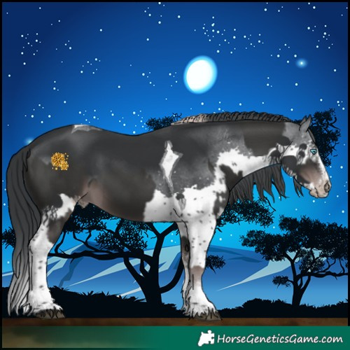 Horse Color:Platinum Liver Chestnut Splash Tobiano Varnish  and Black Chinchilla Splash Tobiano 