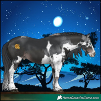Horse Color:Platinum Liver Chestnut Splash Tobiano Varnish  and Black Chinchilla Splash Tobiano 