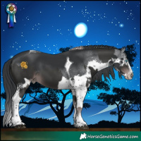 Horse Color:Platinum Liver Chestnut Splash Tobiano Varnish  and Black Chinchilla Splash Tobiano 