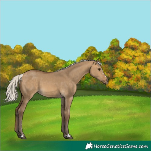 Horse Color:Silver Buckskin Dun 