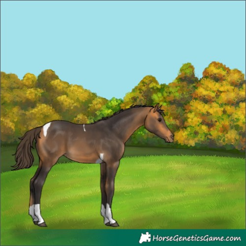 Horse Color:Buckskin Tobiano 