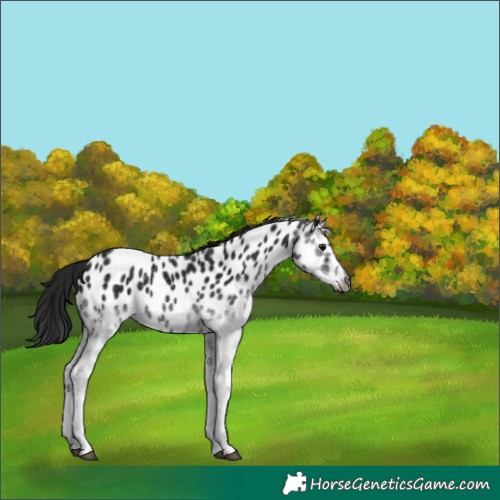 Horse Color:Gray White Spotted Smoky Black Near Leopard 