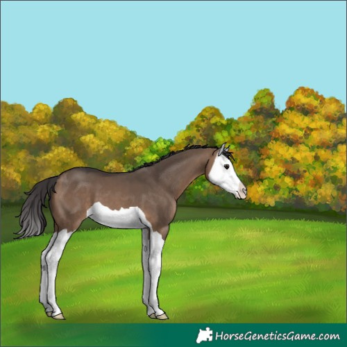 Horse Color:Brown Dun Splash 