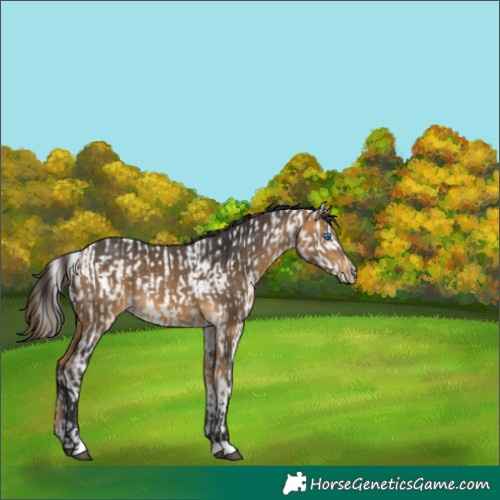 Horse Color:Buckskin Sabino Splash Tobiano Near Leopard  and Buckskin 