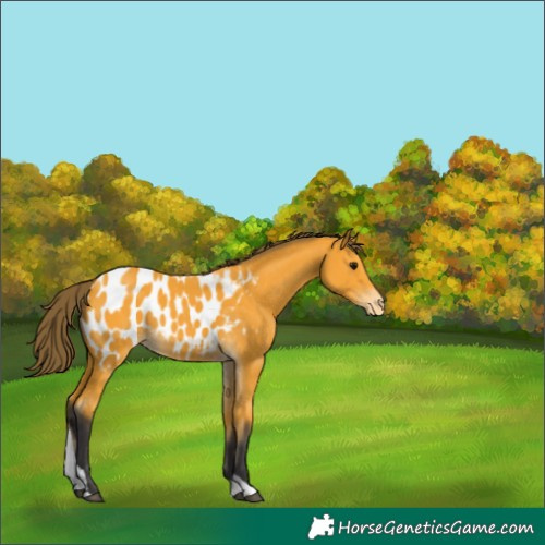 Horse Color:Buckskin Tobiano Near Leopard 