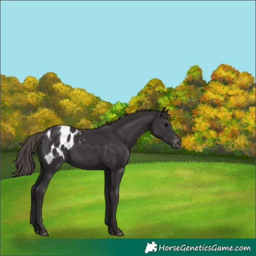 Horse Color:Smoky Black Blanket 