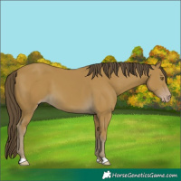 Horse Color:Classic Cream Champagne 