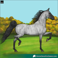 Horse Color:Blue Roan 