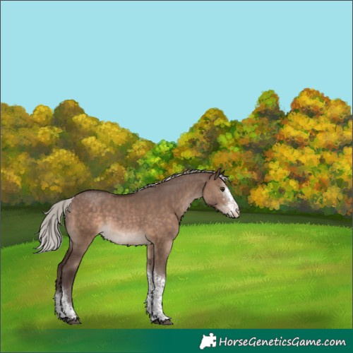 Horse Color:Silver Brown Dun Sabino Tobiano Appaloosa 