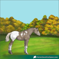 Horse Color:Silver Smoky Black Splash Appaloosa 