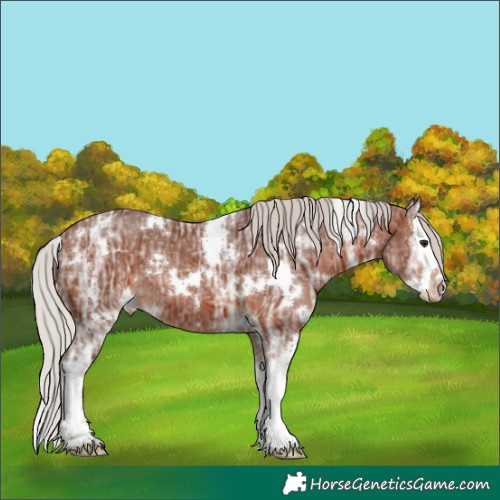 Horse Color:White Spotted Silver Bay Ice Splash Appaloosa 