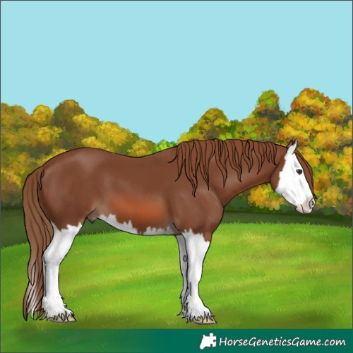 Horse Color:Unknown 