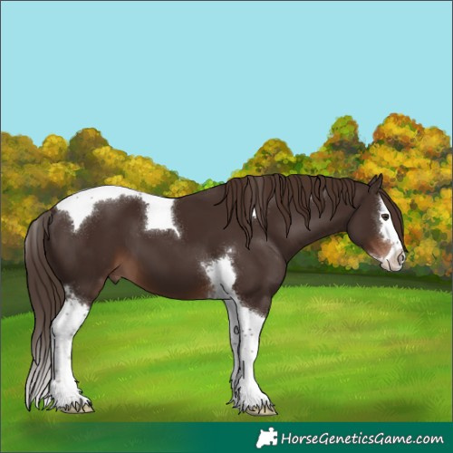 Horse Color:Liver Chestnut Splash Tobiano 
