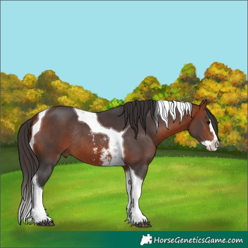 Horse Color:Unknown 