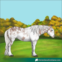 Horse Color:Silver Brown Sabino Splash Varnish 