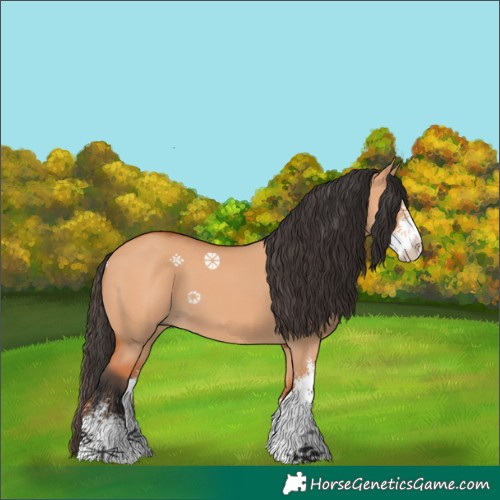 Horse Color:Bay Dun Sabino 