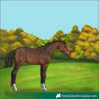 Horse Color:Brown 