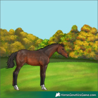 Horse Color:Brown 