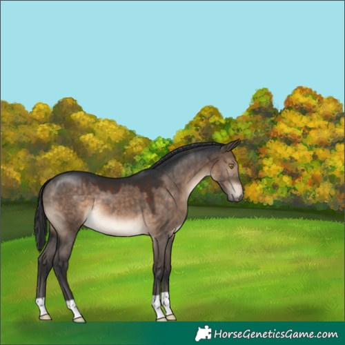 Horse Color:Brown Dun 