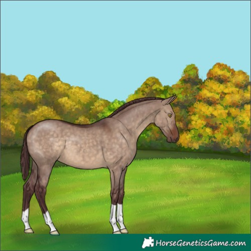 Horse Color:Chocolate Brown Dun 