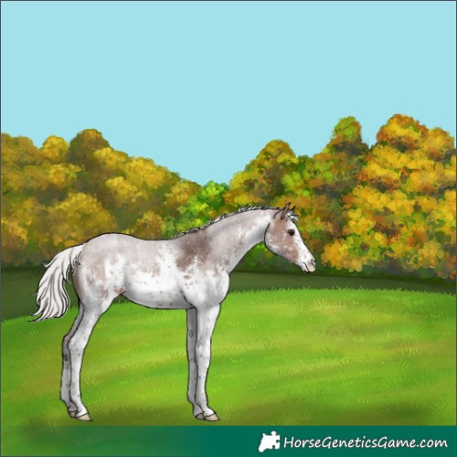 Horse Color:White Spotted Silver Brown Sabino 