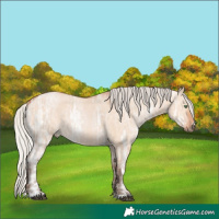 Horse Color:Silver Bay Ice Dun 