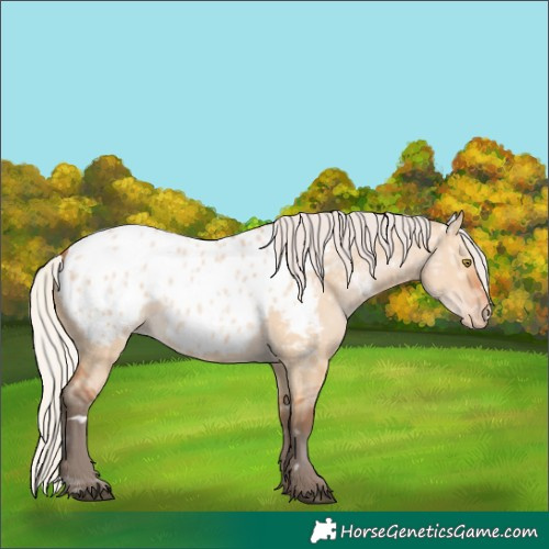 Horse Color:Unknown 