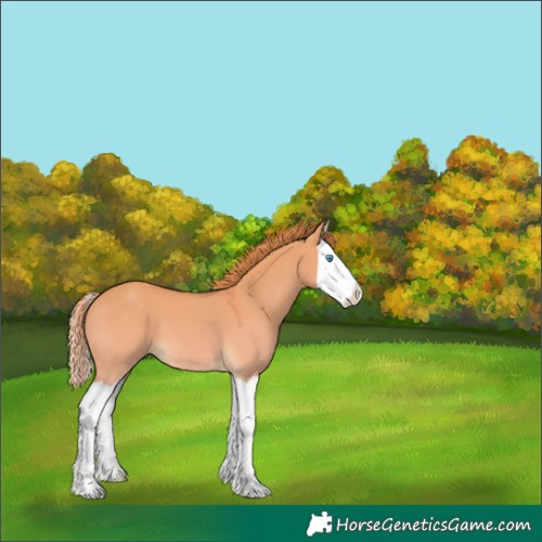 Horse Color:Smoky Creme Dun Splash 