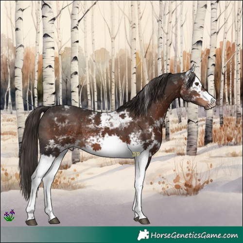 Horse Color:White Spotted Liver Chestnut Tobiano 