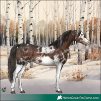 Horse Color:White Spotted Liver Chestnut Tobiano