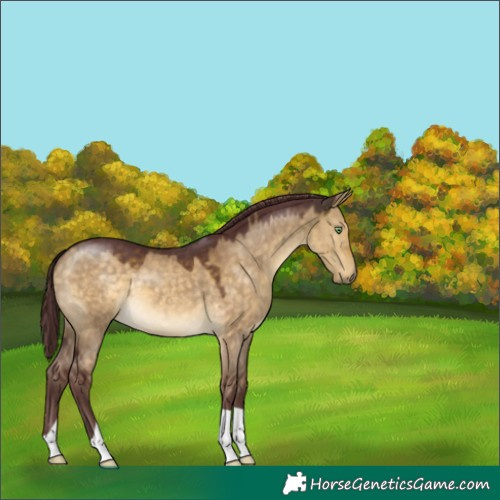 Horse Color:Chocolate Buckskin Dun 