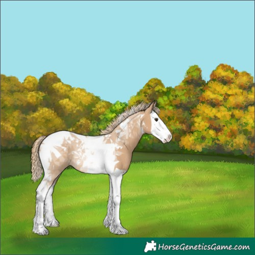 Horse Color:Red Dun Splash Tobiano Rabicano 