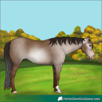 Horse Color:Gray Classic Champagne 