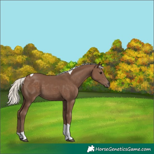 Horse Color:Silver Black Tobiano 