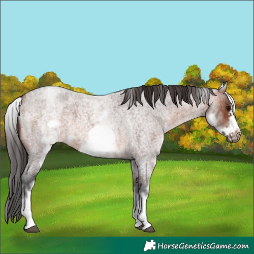 Horse Color:White Spotted Brown Roan Frame 