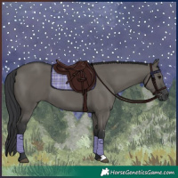 Horse Color:Grullo Sabino Rabicano 