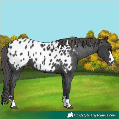 Horse Color:Black Appaloosa 