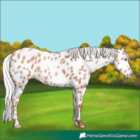 Horse Color:Silver Classic Champagne Appaloosa 