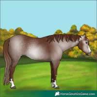 Horse Color:Gray Chestnut 