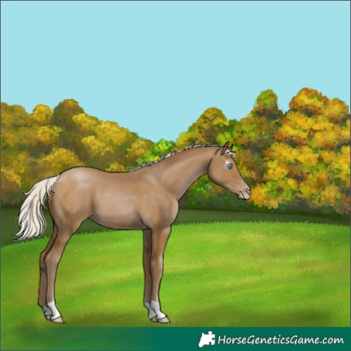 Horse Color:Gray Silver Smoky Black Pearl 
