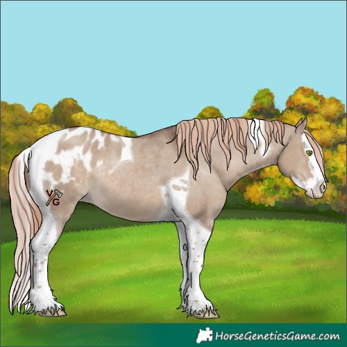 Horse Color:Liver Red Dun Splash Tobiano Blanket Rabicano 