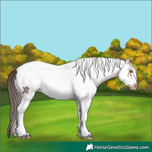 Horse Color:White Spotted Bay Frame Near Leopard 