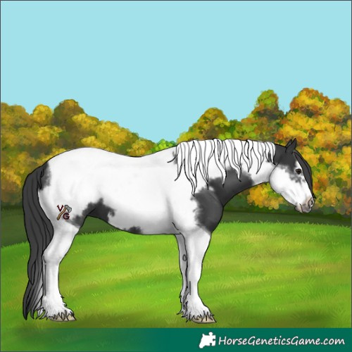 Horse Color:Black Tobiano Frame 