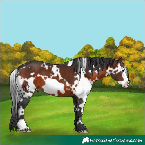 Horse Color:White Spotted Brown Frame 