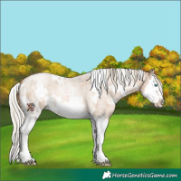 Horse Color:White Spotted Chocolate Palomino Roan Snowdrop Splash Frame 