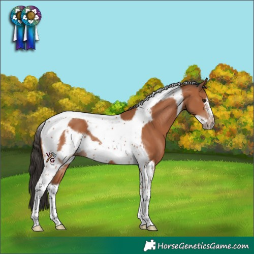 Horse Color:Bay Tobiano Frame 