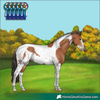 Horse Color:Bay Tobiano Frame 