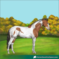 Horse Color:Bay Tobiano Frame 